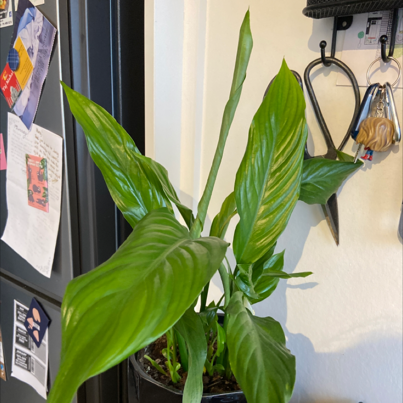 Peace Lily plant photo by @Nabila named Petunia on Greg, the plant care app.