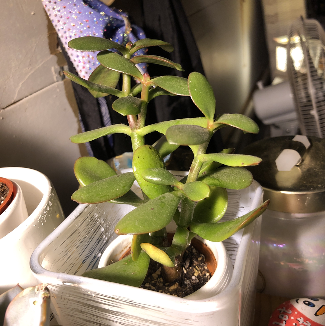 Lucky Plant plant photo by @locustmoon named Mildred on Greg, the plant care app.