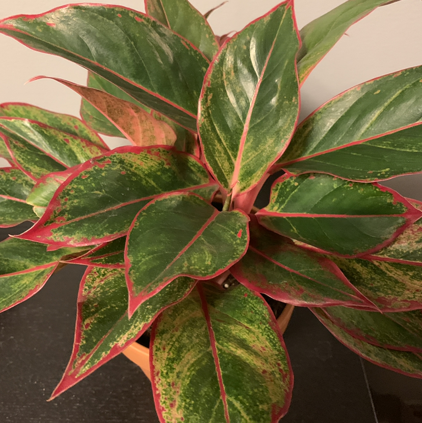 Red Siam Aurora Aglaonema plant with vibrant green and red-edged leaves.