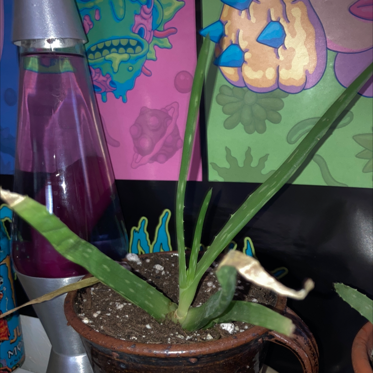 Aloe vera plant photo by @clementine named Your plant on Greg, the plant care app.
