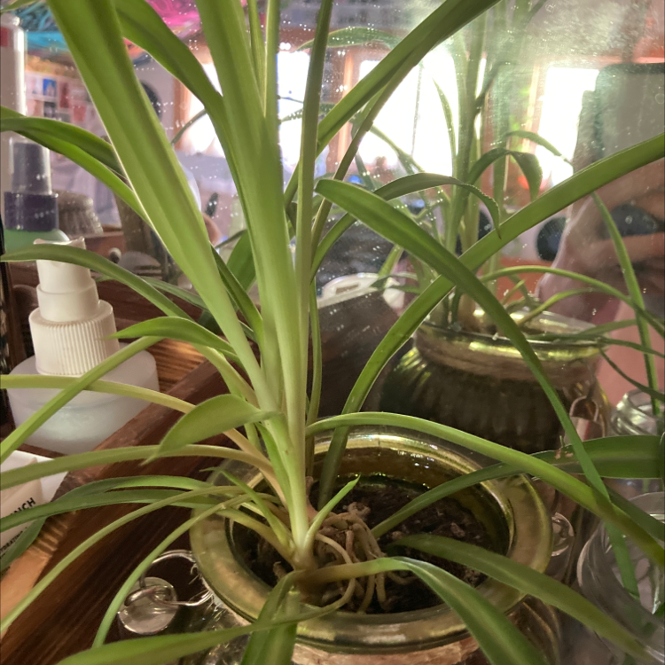 Spider Plant plant photo by @clementine named Your plant on Greg, the plant care app.