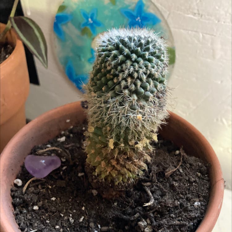 Hooked Cactus in a pot with visible soil and some yellowing and browning at the base.