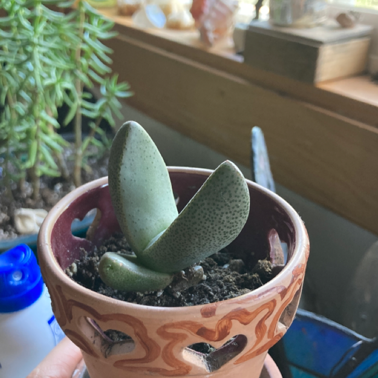 Split Rock plant (Pleiospilos nelii) in a decorative pot with visible soil and background plants.