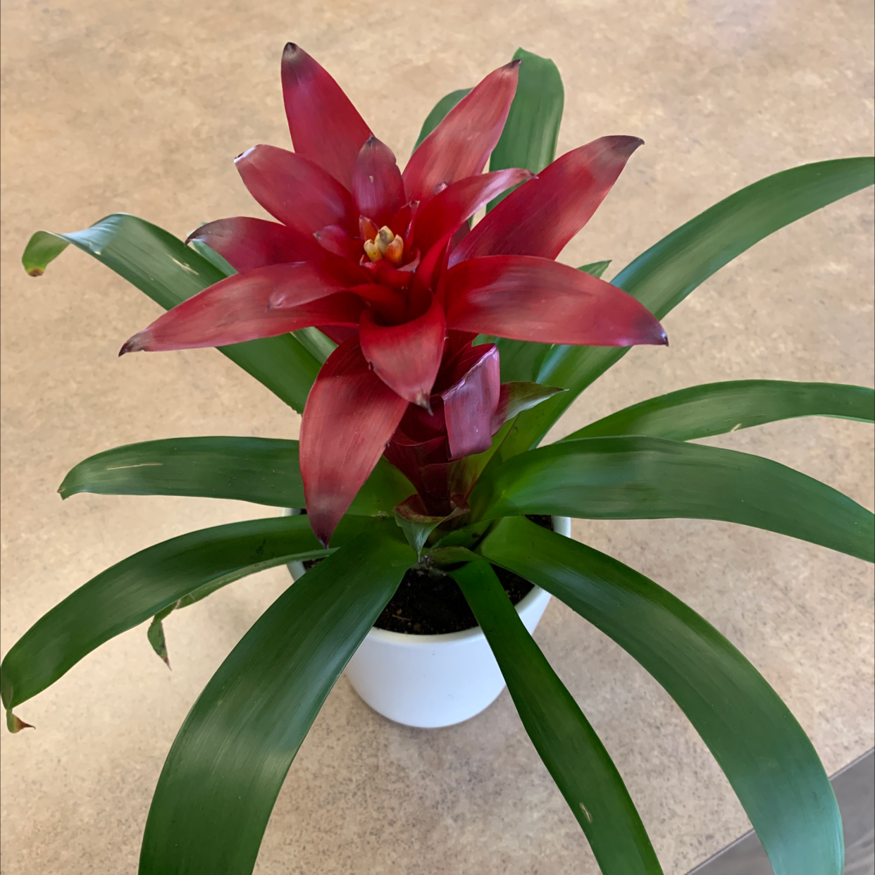 Vibrant red bromeliad flower blooming from the center of a healthy green Guzmania air plant in a small white pot.
