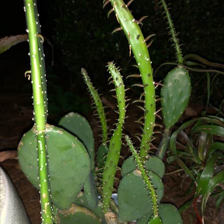 Photo of the plant species Cochineal Cactus by @Kaefogelman named Josh’s Cactus on Greg, the plant care app