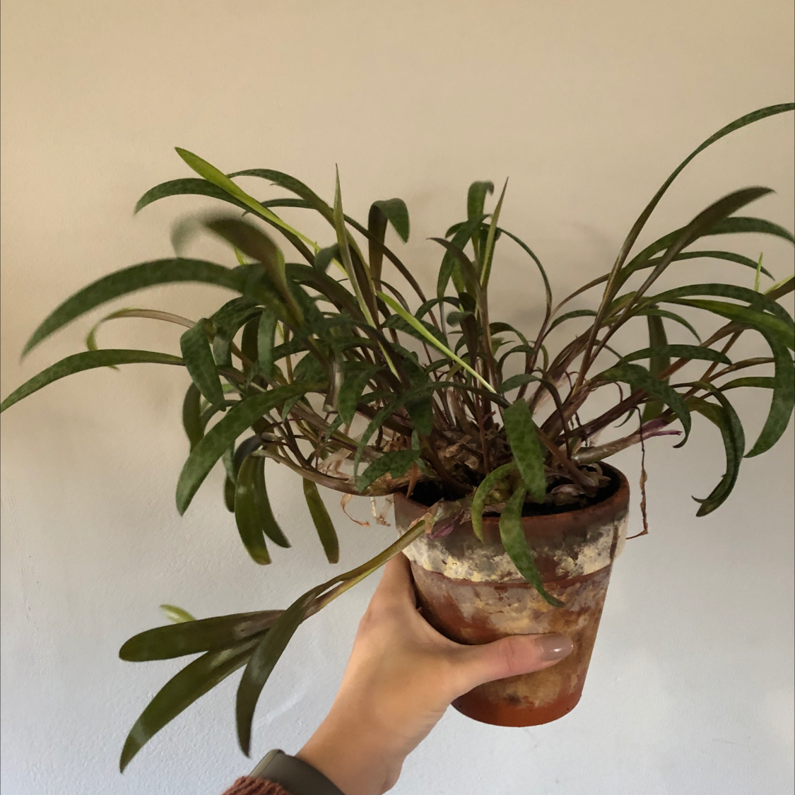 Potted Silver Squill plant with elongated green leaves, held by a hand.