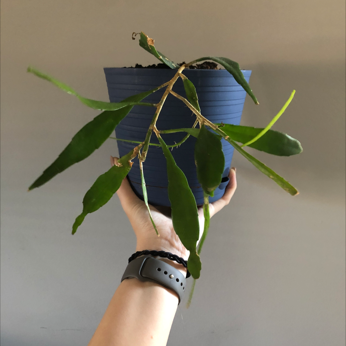 Dutchman's Pipe Cactus in a blue pot with some browning at the tips, held by a hand.
