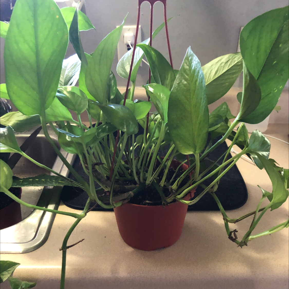 Jade Pothos plant photo by @Kaefogelman named Daphne on Greg, the plant care app.
