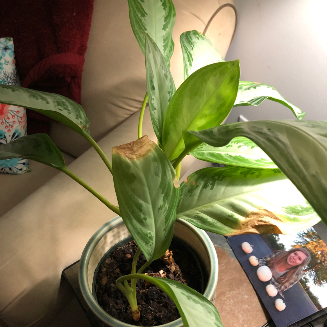 Aglaonema 'Silver Bay' plant in a pot indoors, with some leaf browning.