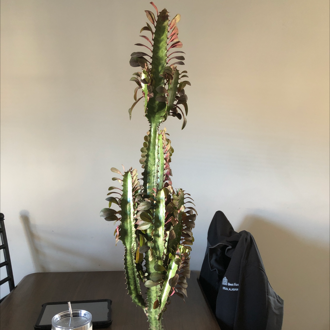 Photo of the plant species African Milk Tree by @Kaefogelman named Cleopatra on Greg, the plant care app