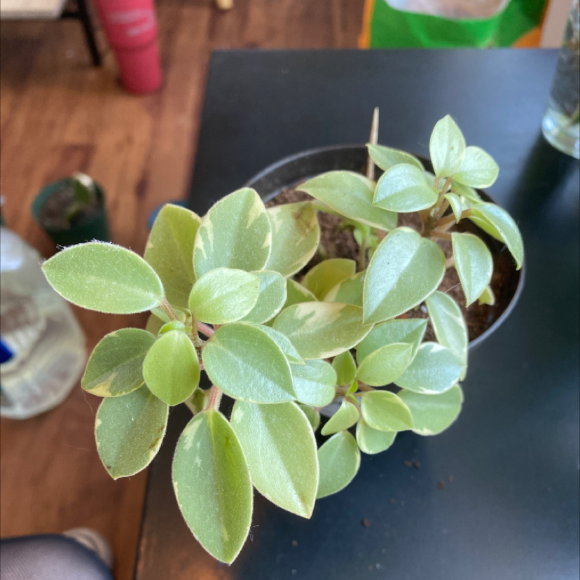 Photo of the plant species Teardrop Peperomia by @scarbro3 named Peperomia Orba Variegata on Greg, the plant care app