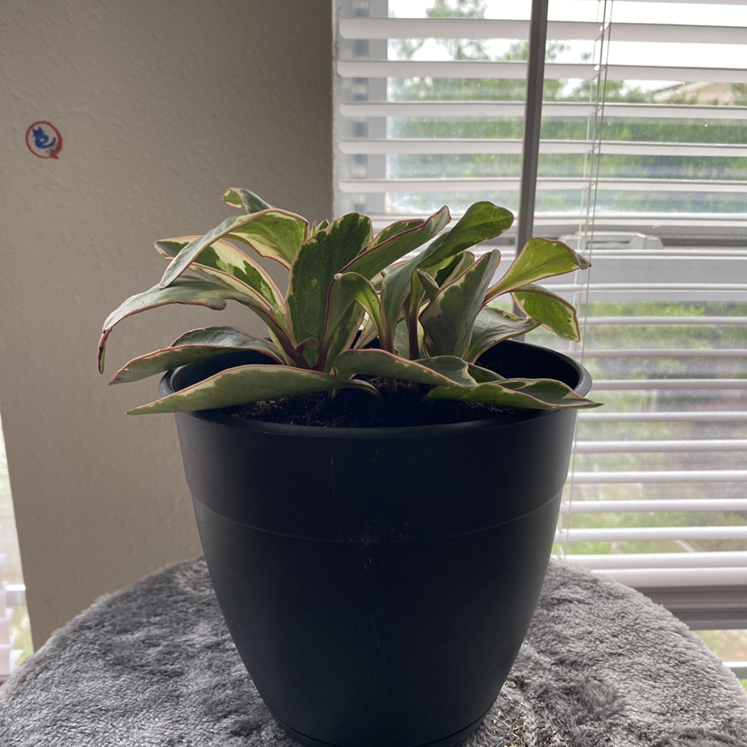 Jelly Peperomia plant in a black pot near a window, appears healthy.