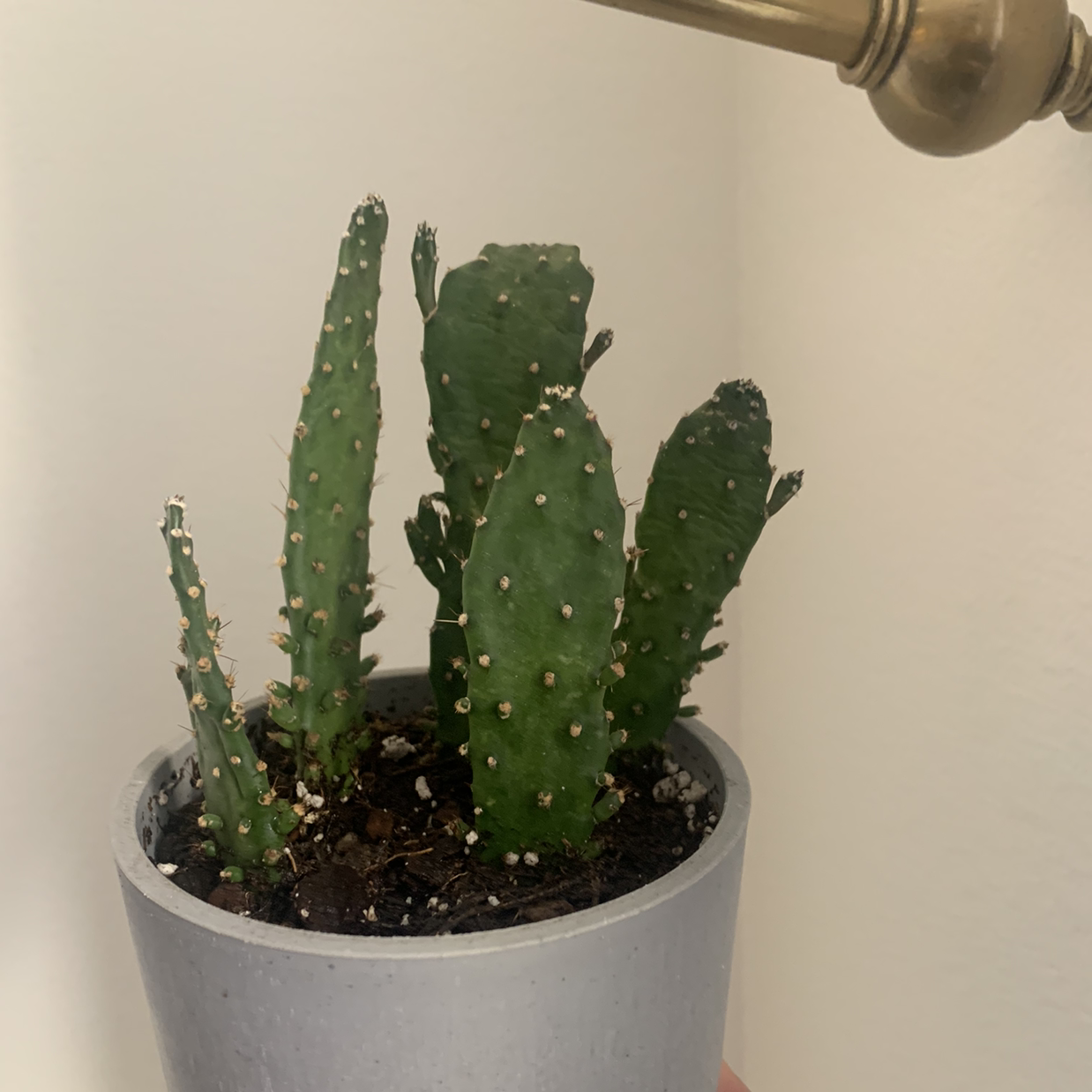 Potted Drooping Prickly Pear cactus with multiple pads, healthy appearance.