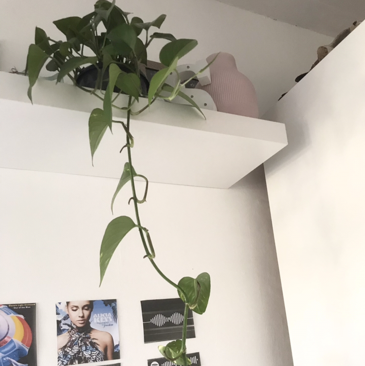 Taro Vine plant photo by @sashagrowsplants named electra on Greg, the plant care app.