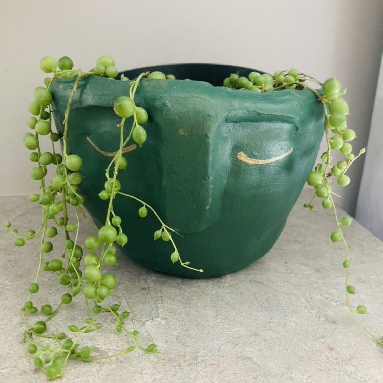 String of Pearls plant photo by @Lmc124 named Pearl Earl￼ on Greg, the plant care app.