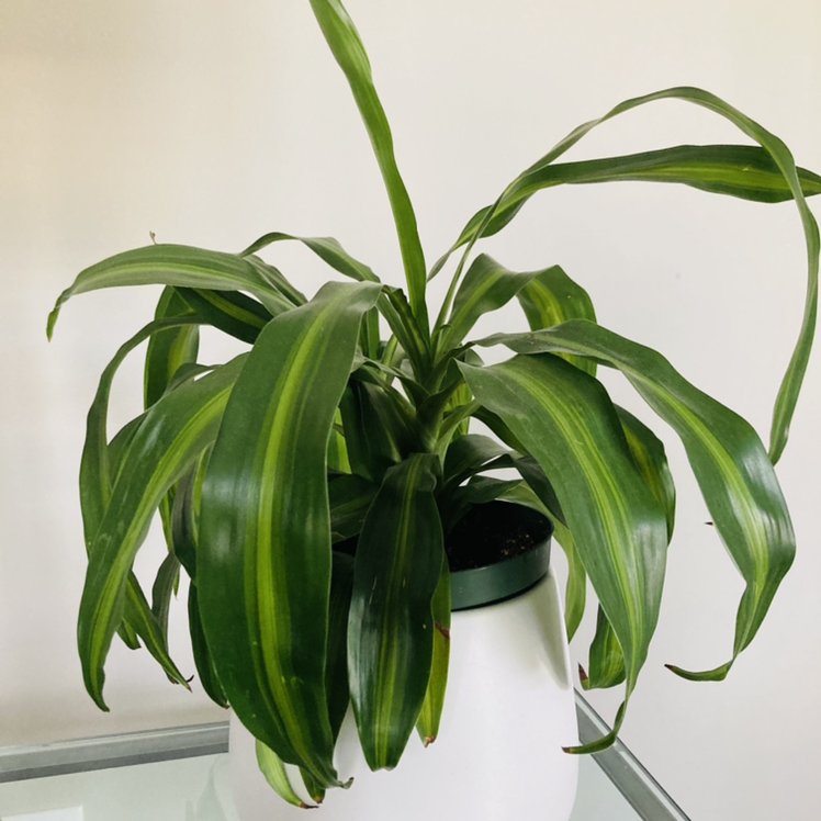 Cornstalk Dracaena plant photo by @Lmc124 named ChloroPhil on Greg, the plant care app.