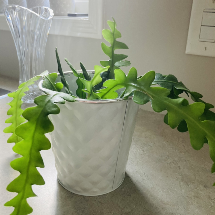Fishbone Cactus plant photo by @Lmc124 named Wavie on Greg, the plant care app.
