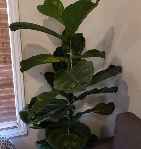Fiddle Leaf Fig plant photo by @mbayaa named Girlfrond on Greg, the plant care app.
