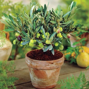 Photo of the plant species Olive Tree by @mbayaa named Olive oyl on Greg, the plant care app