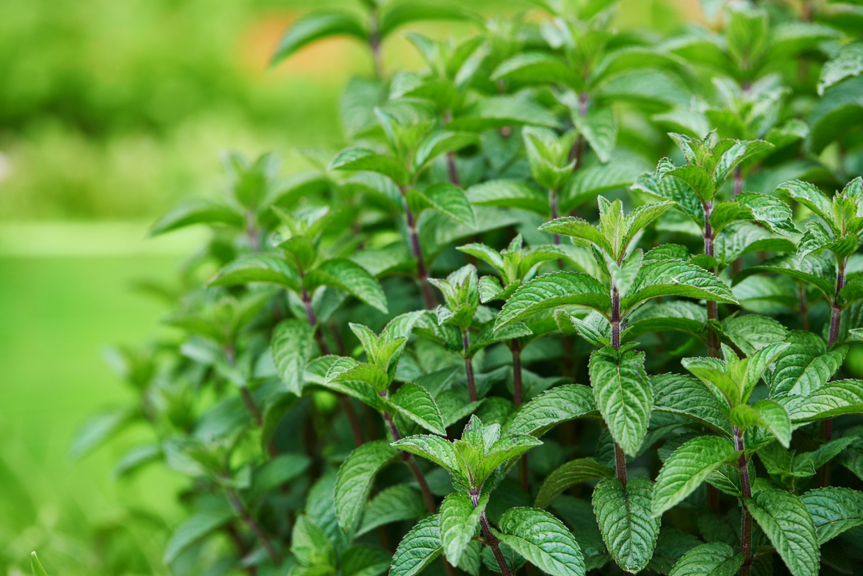 Healthy peppermint plant with vibrant green leaves.