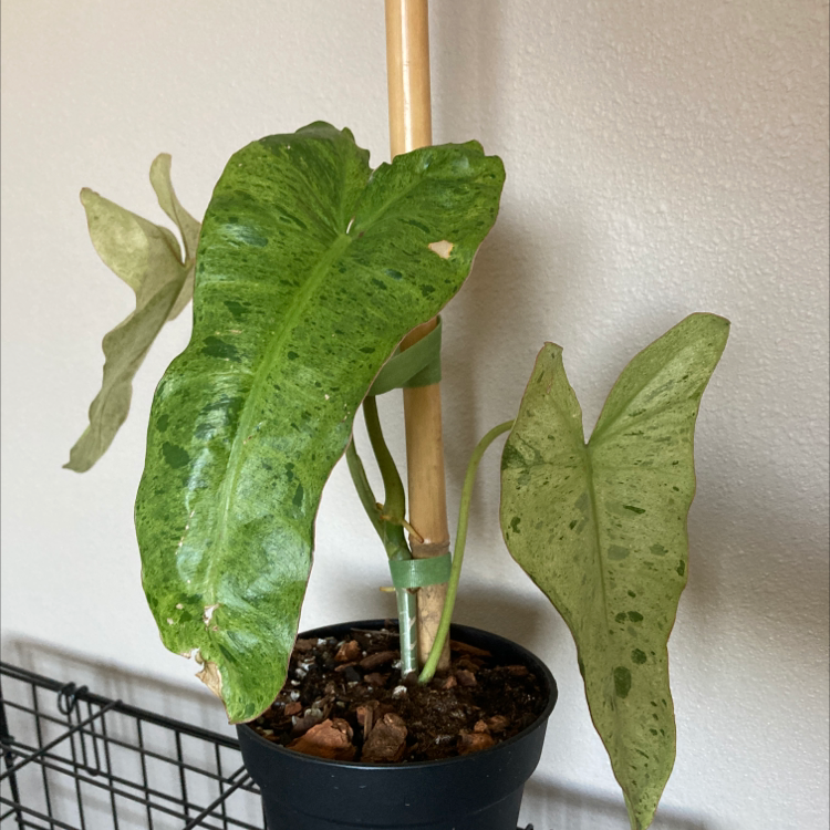 Photo of the plant species Paraiso Verde Philodendron by Jeremy named Jelly Belly on Greg, the plant care app