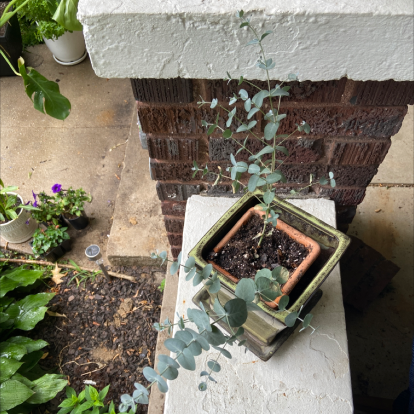 Healthy silver dollar eucalyptus plant in a terracotta pot with gravel topdressing, hand pointing at soil.