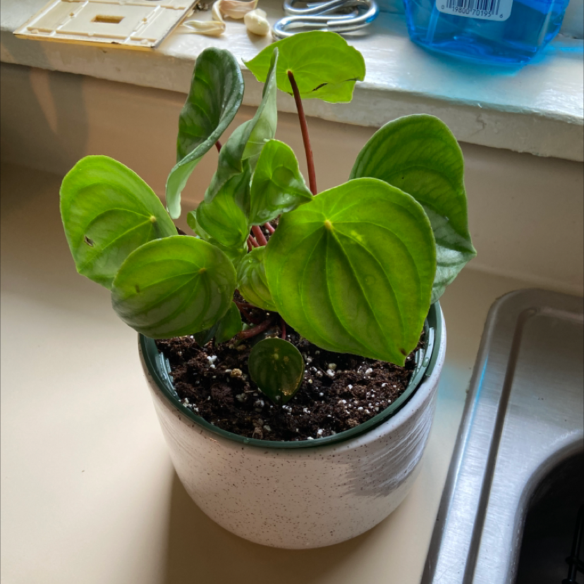 Healthy Watermelon Peperomia plant in a pot with vibrant green leaves.