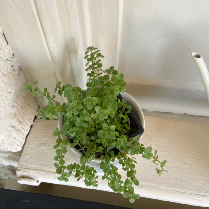 Pilea 'Aquamarine' plant in a white pot, healthy with vibrant green leaves.
