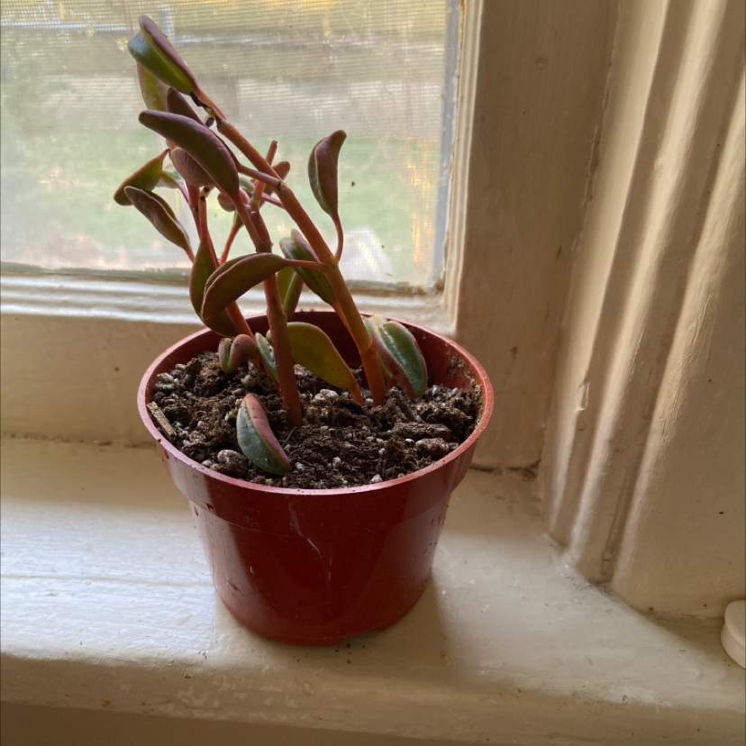 Peperomia graveolens 'Ruby Glow' in a red pot on a windowsill.