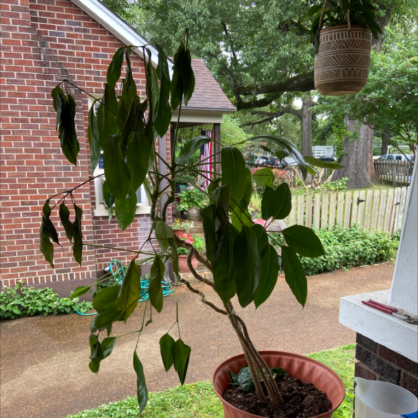 Healthy, mature Umbrella Tree in a large pot on a patio, surrounded by smaller potted plants and a wooden fence.
