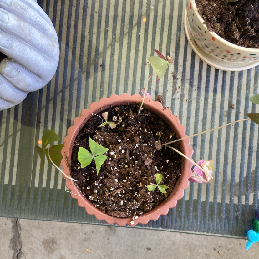 Hands holding a healthy potted Oxalis triangularis plant with vibrant purple triangular leaves growing in dark soil.