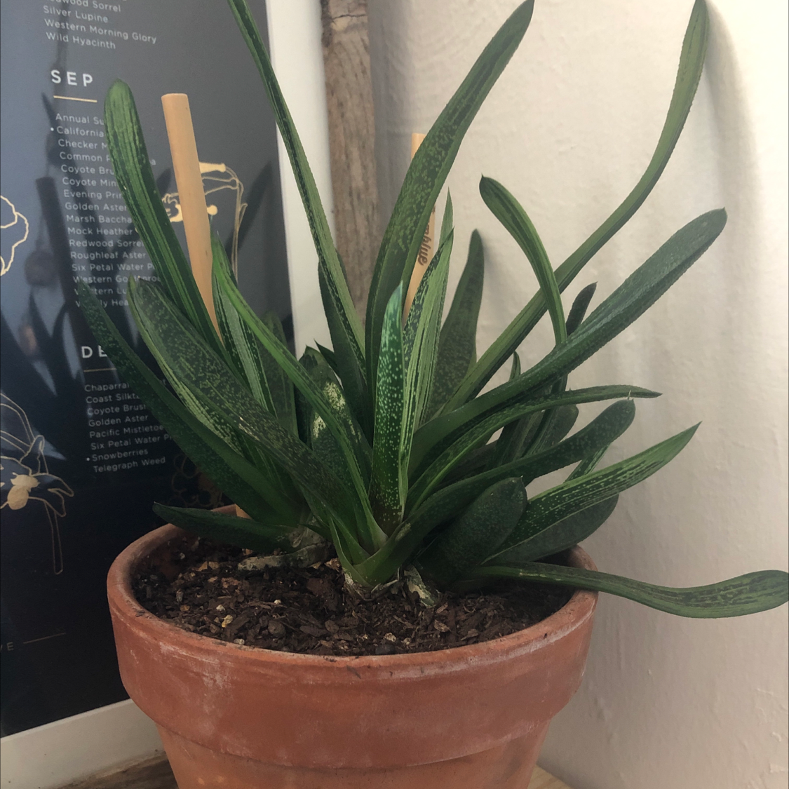 Healthy Ox Tongue plant with vibrant green leaves growing in a terracotta pot with moist soil and a wooden support stake.
