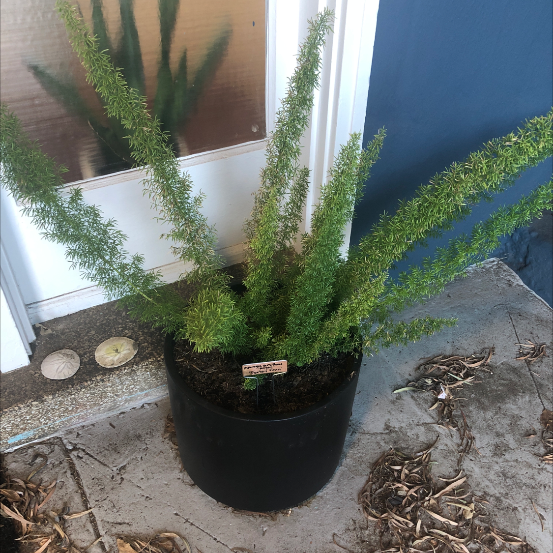 Healthy plume asparagus plant with lush green foliage growing in a black plastic pot, sitting on wood chips.