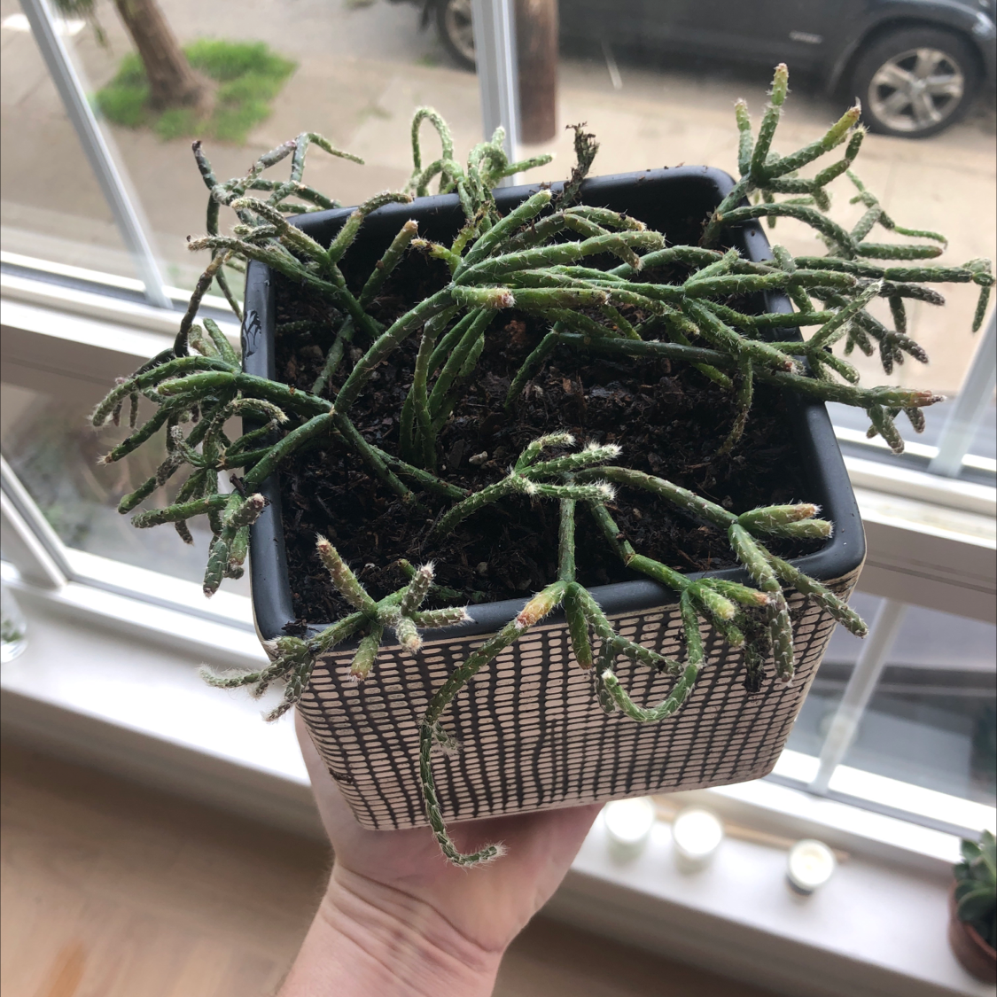 Potted Hairy Stemmed Rhipsalis plant with some browning stems, held by a hand.