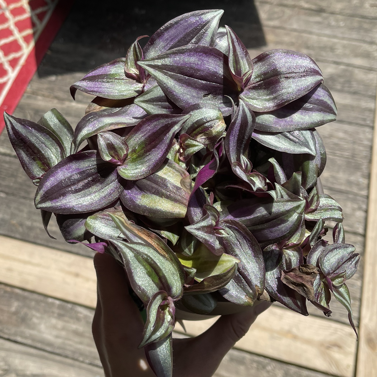 Spiderwort plant photo by @wag named Kurt on Greg, the plant care app.