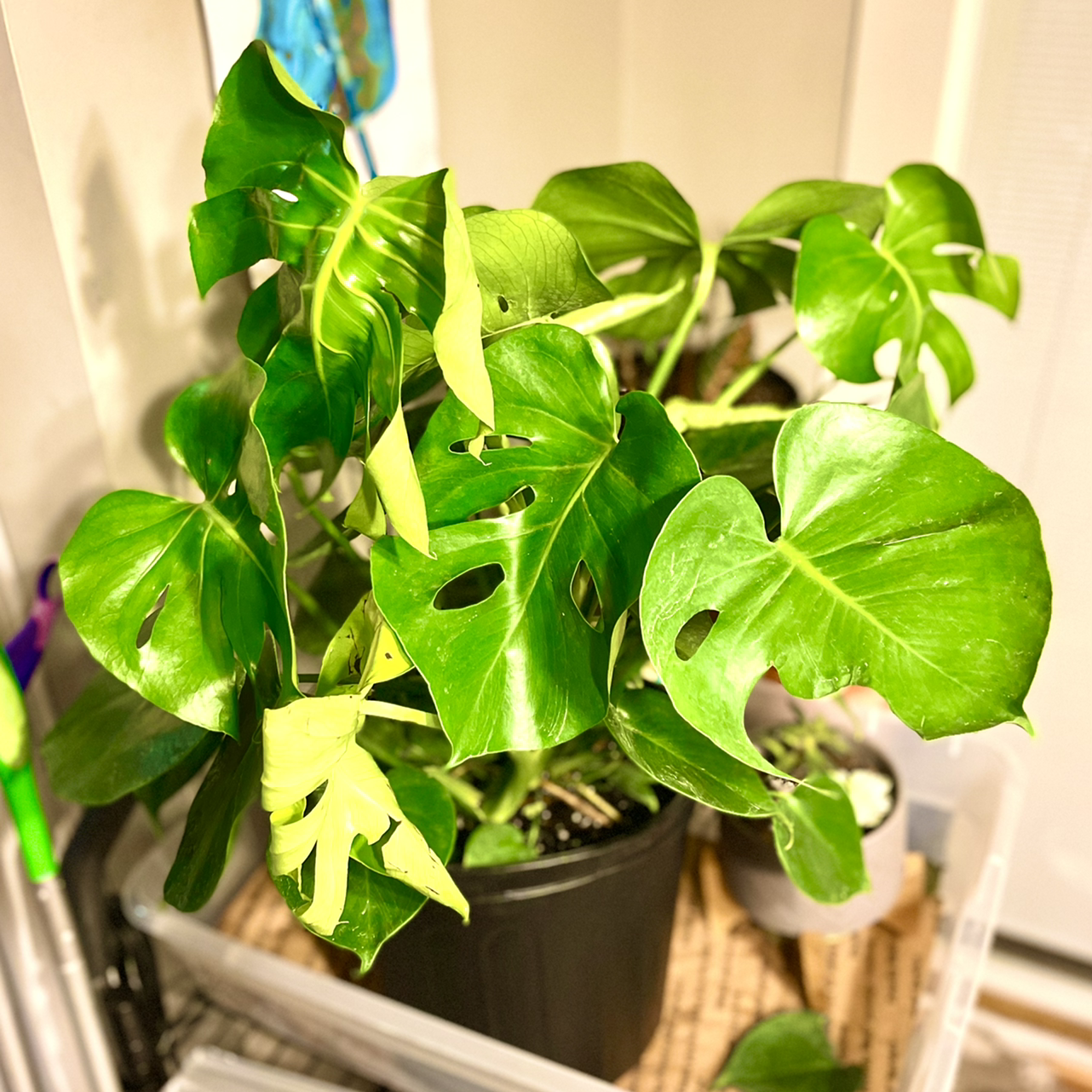 Monstera plant photo by @wag named Monstera on Greg, the plant care app.