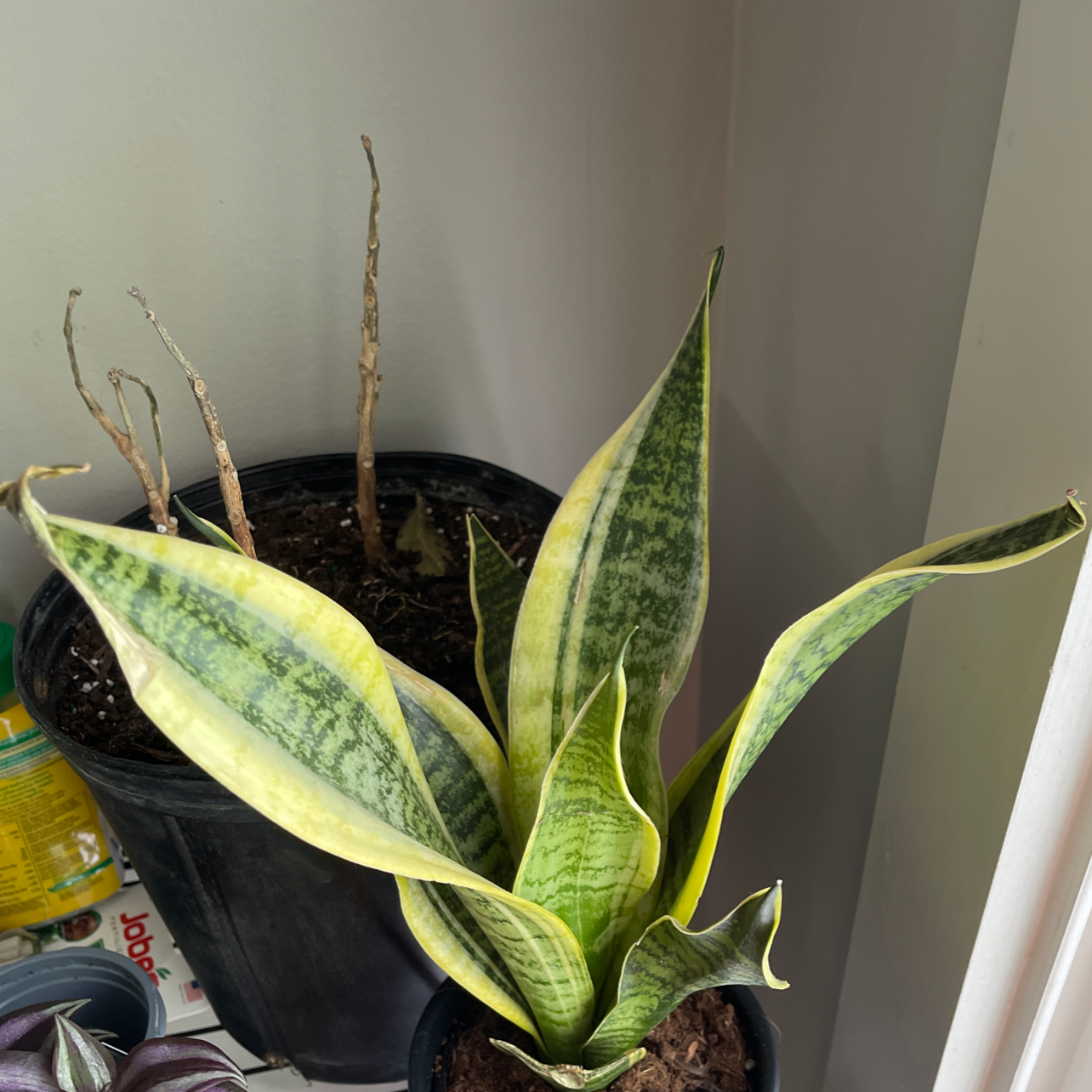Snake Plant plant photo by @wag named Snek on Greg, the plant care app.