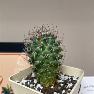 Cactus Mystax plant in Reading, England