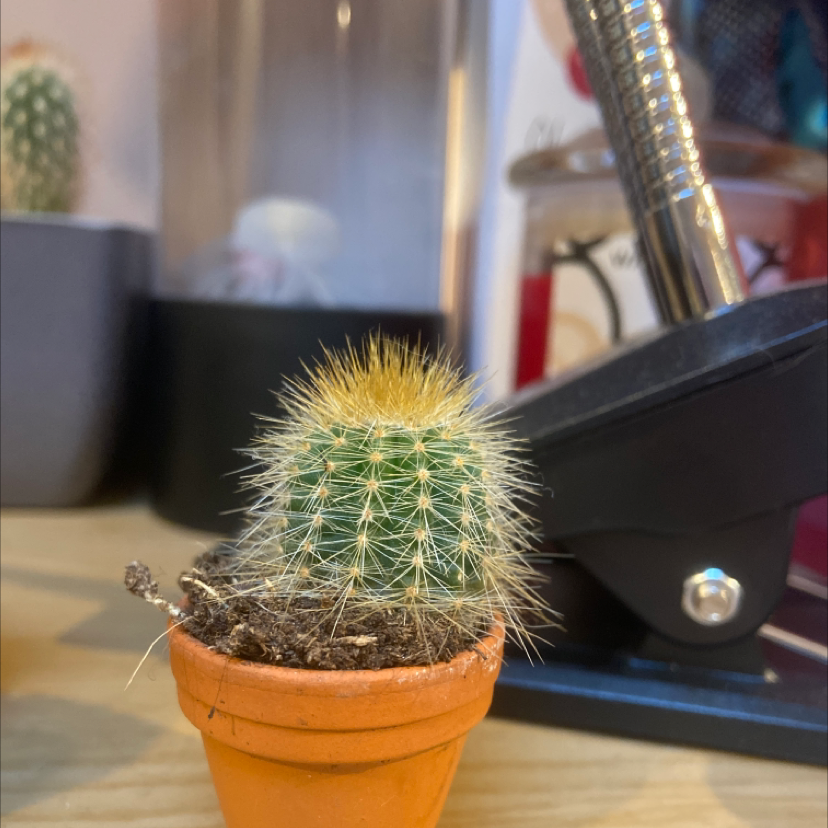 Plant care for Majesty Palm on Greg, the plant care app