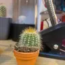 Plant care for lemon verbena on Greg, the plant care app