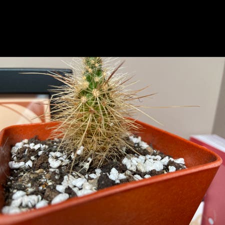 Photo of the plant species Echinocereus longisetus by Samalama named George on Greg, the plant care app