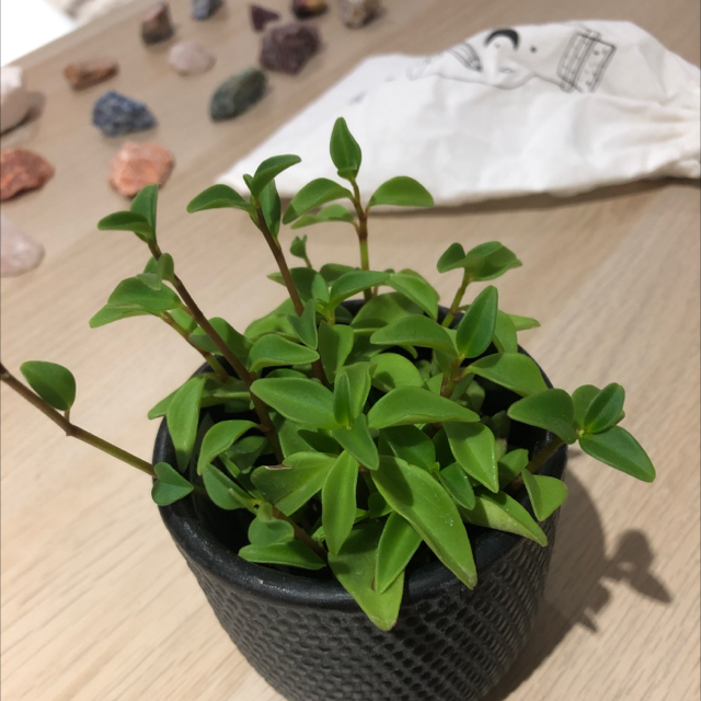 Vining Peperomia plant photo by @Miaplants named Bob on Greg, the plant care app.