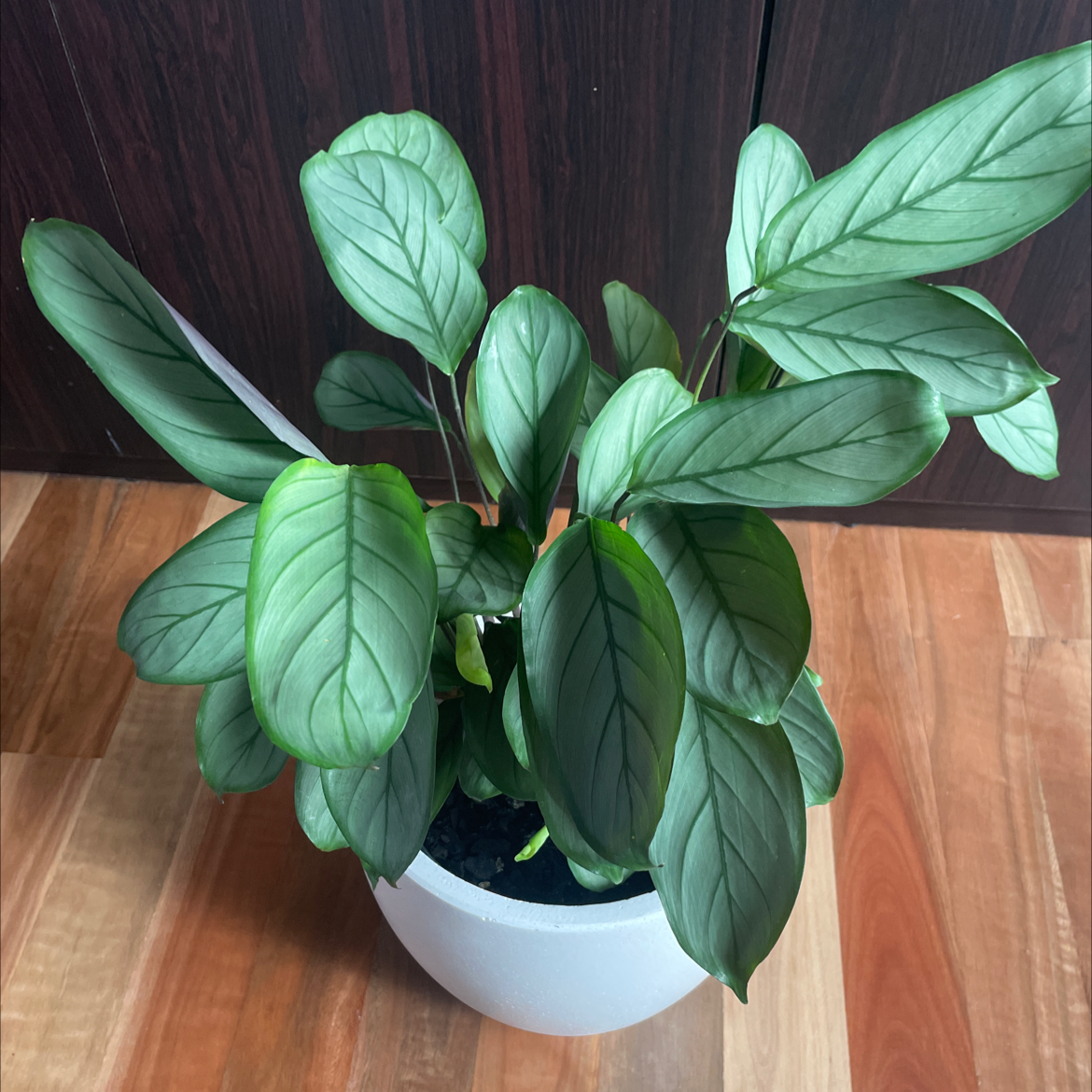 Healthy Never Never Plant 'Grey Star' in a white pot with vibrant green leaves.