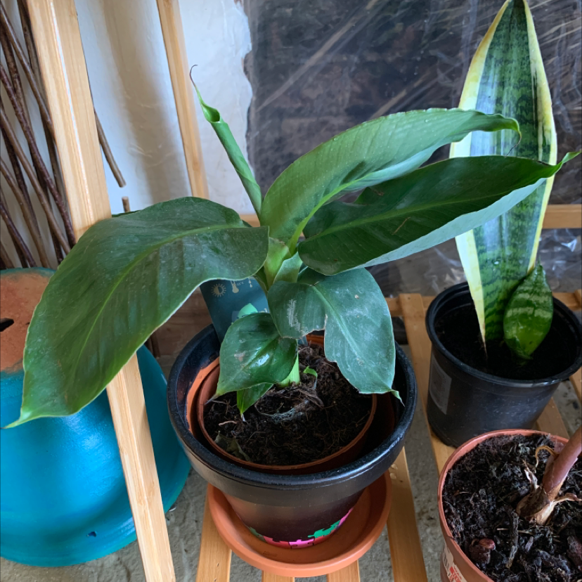 Potted Dwarf Banana plant with broad green leaves, another plant in the background.