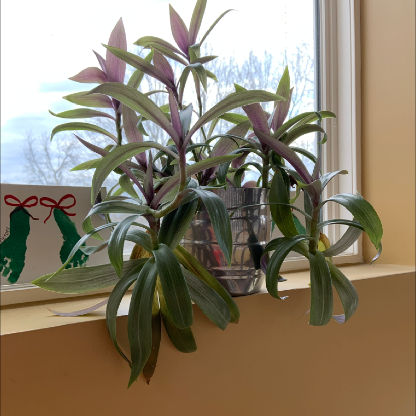 Healthy purple heart plant with long cascading stems and vibrant purple leaves, on a windowsill.