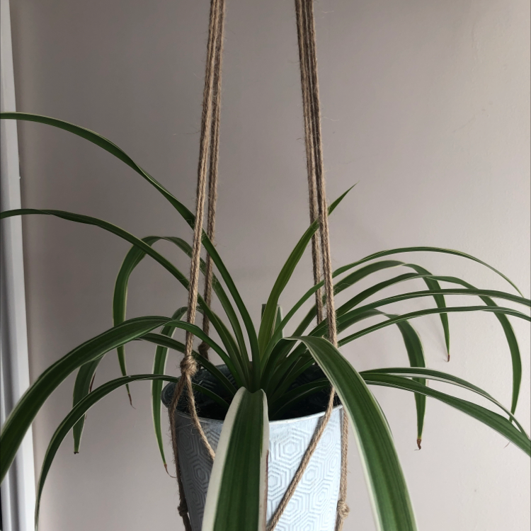 Spider Plant plant photo by @jas4fire named Andrew Garfield on Greg, the plant care app.
