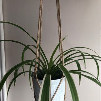 Spider Plant plant in Maidstone, England