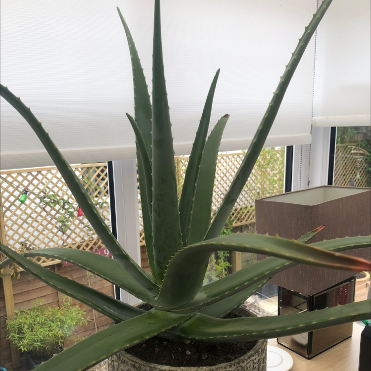 Aloe vera plant photo by @jas4fire named Arthur on Greg, the plant care app.