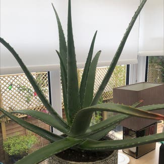 Aloe Vera plant in Maidstone, England