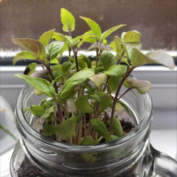 Sweet Basil plant photo by @jas4fire named Something beginning with B to be determined on Greg, the plant care app.